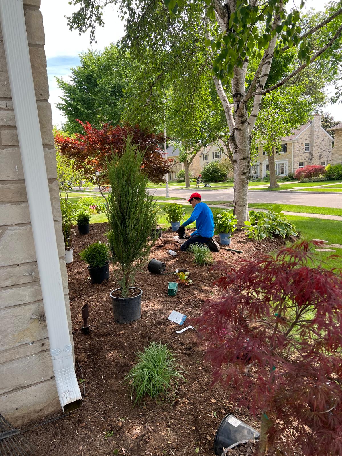Shrub Pruning & Ornamental Care